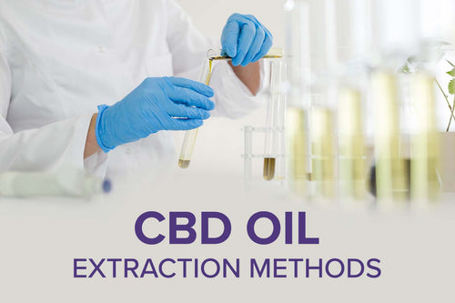 Which CBD oil extraction method is the best?