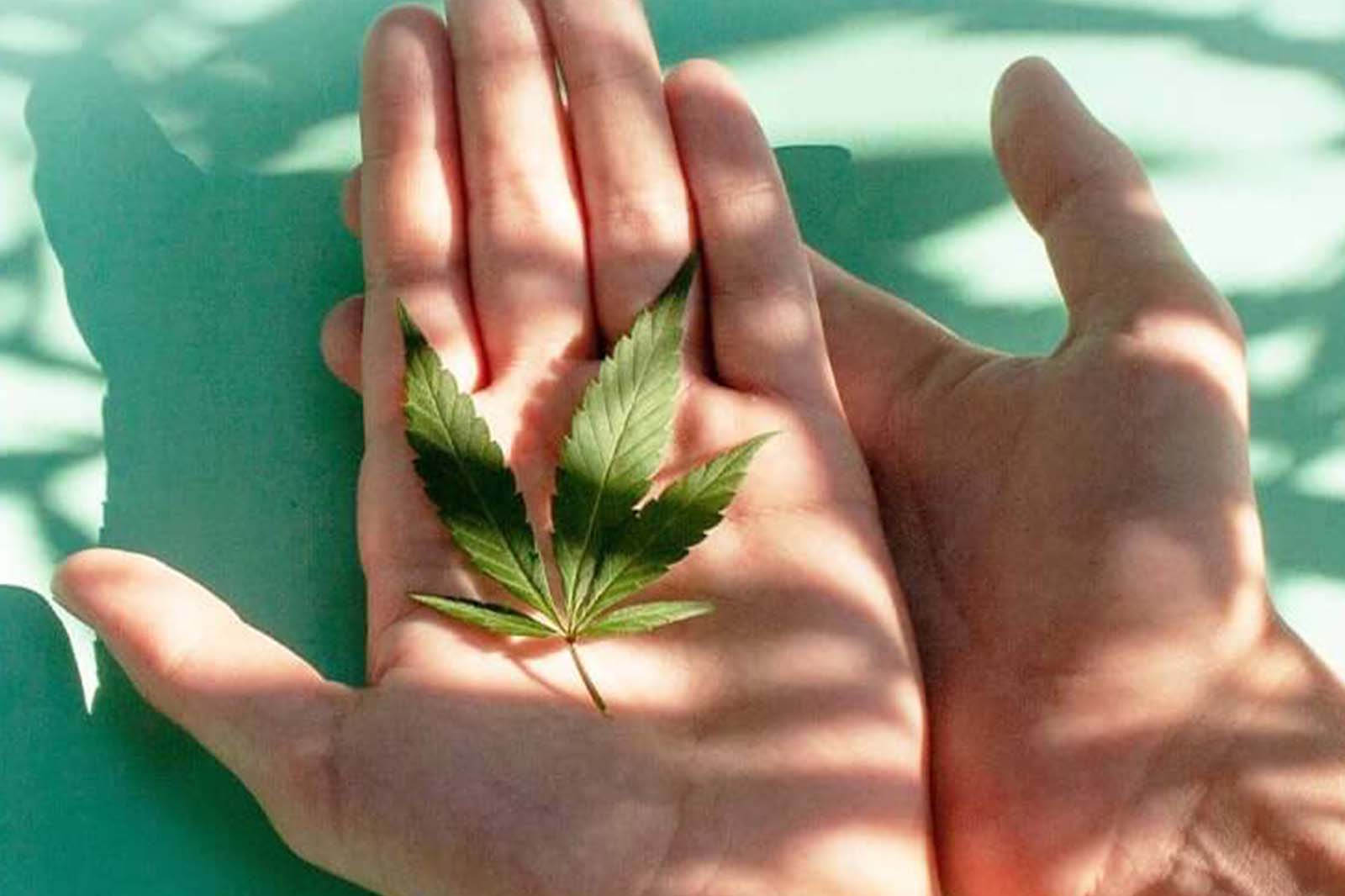 the ultimate beginner's guide to CBD