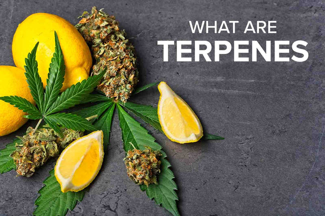 CBD Jargon Busting: What are Terpenes?