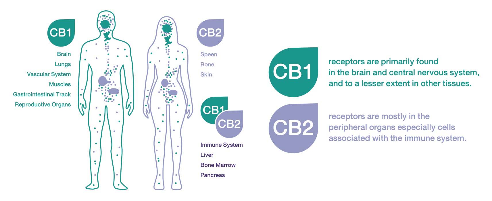 the endocannabinoid system or ECS is important when learning about the best CBD to use